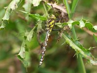 Aeshna cyanea 22, Blauwe glazenmaker, Saxifraga-Rudmer Zwerver