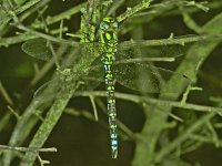 366_35A, Blauwe glazenmaker : Blauwe glazenmaker, Aeshna cyanea, Southern Hawker Dragonfly, male