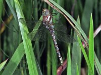 445N_12AC, Blauwe glazenmaker : Blauwe glazenmaker, Aeshna cyanea, Southern Hawker Dragonfly, female