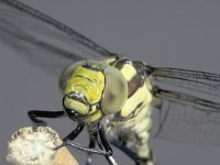 Aeshna cyanea 3, Blauwe glazenmaker, Saxifraga-Frits Bink