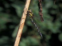 Aeshna cyanea 2, Blauwe glazenmaker, Vlinderstichting-Rob van Bemmelen