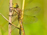 Dragonfly Resting on a Leaf  Norfolk Hawker Dragonfly (Aeshna isoceles) Warming its Wings in the Early Morning Sun : Aeshna, Aeshna isoceles, Aeshna isosceles, Netherlands, animal, antenna, attractive, background, beautiful, beauty, bright, brown, close, closeup, color, dragonfly, environment, europe, european, flap, flight, flower, fly, garden, green, hawker, head, insect, light, macro, may, nature, open, ornamental, over, pattern, petals, plant, summer, wildlife