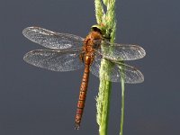 Aeshna isoceles 25, Vroege Glazenmaker, Saxifraga-Henk Baptist