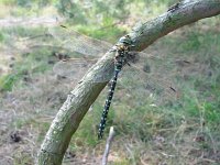 Aeshna juncea, Common Hawker