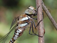 Paardenbijter 05 : Aeshna mixta, Paardenbijter, male