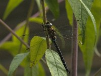 Aeshna mixta 33, Paardenbijter, male, Saxifrfaga-Jan van der Straaten