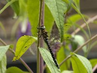 Aeshna mixta 34, Paardenbijter, male, Saxifrfaga-Jan van der Straaten