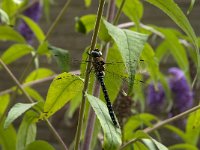 Aeshna mixta 35, Paardenbijter, male, Saxifrfaga-Jan van der Straaten