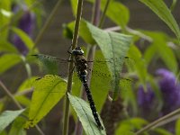 Aeshna mixta 36, Paardenbijter, male, Saxifrfaga-Jan van der Straaten