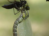 Aeshna mixta 37, Paardenbijter, Saxifraga-Luuk Vermeer