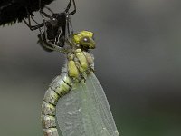 Aeshna mixta 39, Paardenbijter, Saxifraga-Luuk Vermeer