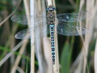 Aeshna mixta 5, Paardenbijter, male, Saxifraga-Willem Jan Hoeffnagel