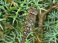 Aeshna mixta 8, Paardenbijter, female, Vlinderstichting-Ab H Baas