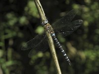 Aeshna mixta 9, Paardenbijter, Saxifraga-Rob Felix : Animalia, Arthropoda, Insecta, Odonata, Project Natuurbalans, animal, arthropod, dargonfly, dier, dieren, geleedpotige, geleedpotigen, insect, insecten, juffer, libel, libellen