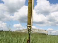 Aeshna viridis 1, Groene glazenmaker, Vlinderstichting-Tim Termaat