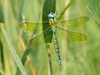 Dragonfly Resting on a Leaf  Green Hawker Dragonfly (Aeshna viridis) Warming its Wings in the Early Morning Sun : Aeshna, Aeshna virides, Aeshna viridis, Netherlands, animal, antenna, attractive, background, beautiful, beauty, blue, bright, brown, close, closeup, color, dragonfly, environment, europe, european, flap, flight, flower, fly, garden, green, hawker, head, insect, light, macro, may, nature, no people, open, ornamental, over, pattern, petals, plant, summer, viridissima, wildlife