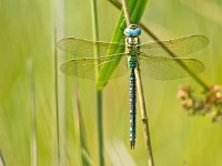 Dragonfly Resting on a Leaf  Green Hawker Dragonfly (Aeshna viridis) Warming its Wings in the Early Morning Sun : Aeshna, Aeshna virides, Aeshna viridis, Netherlands, animal, antenna, attractive, background, beautiful, beauty, blue, bright, brown, close, closeup, color, dragonfly, environment, europe, european, flap, flight, flower, fly, garden, green, hawker, head, insect, light, macro, may, nature, open, ornamental, over, pattern, petals, plant, spring, summer, viridissima, wild, wildlife