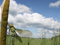 Aeshna viridis 3, Groene glazenmaker, Vlinderstichting-Tim Termaat