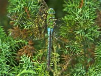 359_02A, Grote keizerlibel : Grote keizerlibel, Anax imperator, Emperor Dragonfly, female