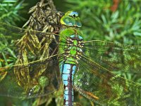 359_06A, Grote keizerlibel : Grote keizerlibel, Anax imperator, Emperor Dragonfly, female