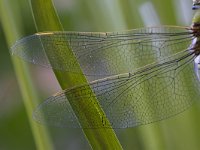 Grote Keizerlibel, Emperor Dragonfly, Anax imperator  Grote Keizerlibel, verdoofd door aanrijding met een brommer. Emperor Dragonfly, dizzy due to a collision with a motor. : nature, tuin, Anax imperator, Emperor Dragonfly, Nederland, suburban, urban, Grote Keizerlibel, insect, natuur, male, man, The Netherlands, woonwijk, dragonfly, garden, stadsnatuur, Utrecht, pas uitgeslopen, libel, insekt