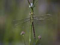 Grote Keizerlibel, Emperor Dragonfly, Anax imperator  Grote Keizerlibel, verdoofd door aanrijding met een brommer. Emperor Dragonfly, dizzy due to a collision with a motor. : natuur, tuin, garden, pas uitgeslopen, Utrecht, suburban, insect, Anax imperator, Nederland, nature, The Netherlands, Emperor Dragonfly, urban, male, stadsnatuur, libel, insekt, man, woonwijk, dragonfly, Grote Keizerlibel