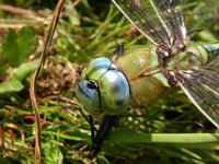 Anax imperator 2, Grote keizerlibel, detail, Saxifraga-Peter Meininger