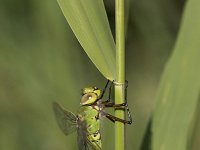 Grote Keizerlibel, Emperor Dragonfly, Anax imperator  Grote Keizerlibel, Emperor Dragonfly, : insekt, oever, wtad, natuur, garden, stadsnatuur, groen, tuin, city, dragonfly, insect, Nederland, woonwijk, nature, libel, oeverbeplanting, Grote Keizerlibel, green, The Netherlands, Emperor Dragonfly, Anax imperator, Utrecht, city nature