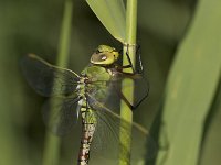 Grote Keizerlibel, Emperor Dragonfly, Anax imperator  Grote Keizerlibel, Emperor Dragonfly, : The Netherlands, insekt, natuur, groen, Anax imperator, city nature, green, oever, wtad, stadsnatuur, tuin, insect, Grote Keizerlibel, libel, Utrecht, woonwijk, Nederland, garden, city, Emperor Dragonfly, dragonfly, nature, oeverbeplanting