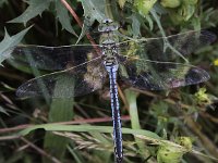 Anax imperator 25, Grote keizerlibel, Saxifraga-Peter Meininger