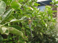 Anax imperator 26, Grote keizerlibel, Saxifraga-Harry van Oosterhout