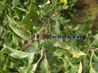 Anax imperator 29, Grote keizerlibel, Saxifraga-Harry van Oosterhout