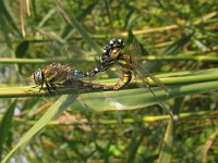 Anax imperator 30, Grote keizerlibel, Saxifraga-Harry van Oosterhout