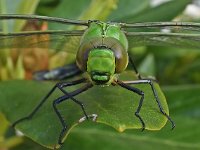 Anax imperator 35, Grote keizerlibel, male, Saxifraga-Ab H Baas