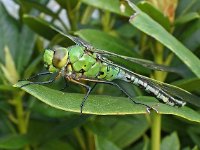 Anax imperator 36, Grote keizerlibel, male, Saxifraga-Ab H Baas