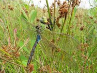 Anax imperator 39, Grote keizerlibel, Saxifraga-Mark Zekhuis