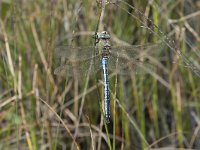 Anax imperator 43, Grote keizerlibel, Saxifraga-Willem van Kruijsbergen