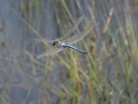 Anax imperator 44, Grote keizerlibel, Saxifraga-Willem van Kruijsbergen