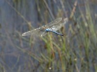 Anax imperator 46, Grote keizerlibel, Saxifraga-Willem van Kruijsbergen