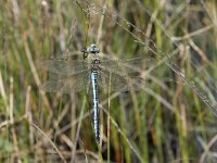 Anax imperator 47, Grote keizerlibel, Saxifraga-Willem van Kruijsbergen