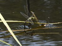 Anax imperator 49, Grote keizerlibel, Saxifraga-Willem van Kruijsbergen