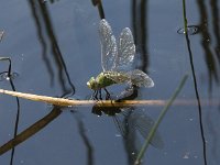 Anax imperator 52, Grote keizerlibel, Saxifraga-Willem van Kruijsbergen