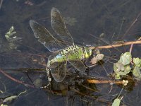 Anax imperator 55, Grote keizerlibel, Saxifraga-Willem van Kruijsbergen