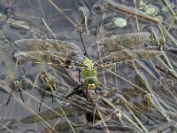 Anax imperator 57, Grote keizerlibel, Saxifraga-Willem van Kruijsbergen