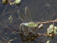 Anax imperator 59, Grote keizerlibel, Saxifraga-Willem van Kruijsbergen