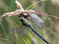 Anax imperator 61, Grote keizerlibel, Saxifraga-Bart Vastenhouw