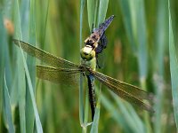 Anax imperator 63, Grote keizerlibel, Saxifraga-Bart Vastenhouw