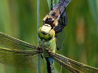 Anax imperator 64, Grote keizerlibel, Saxifraga-Bart Vastenhouw