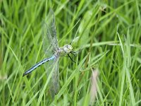 Anax imperator 69, Grote keizerlibel, Saxifraga-Tom Heijnen