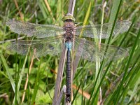 Anax parthenope 3, Zuidelijke keizerlibel, Saxifraga-Mark Zekhuis